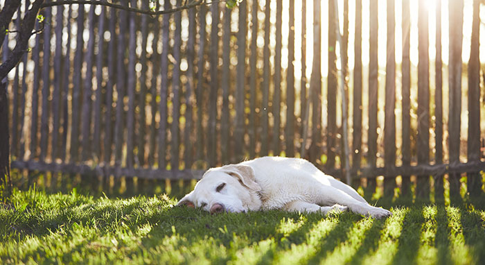 labrador retriever laying in yard in front of wooden fence
