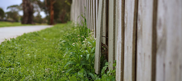 wood fence with bulging planks