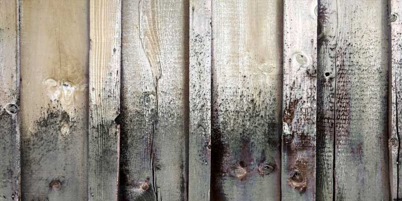 discolored wooden fence with mold