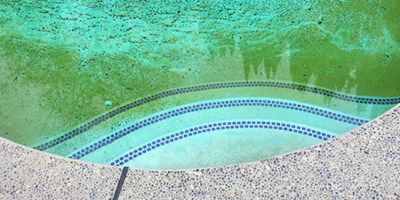 Inground pool full of algae