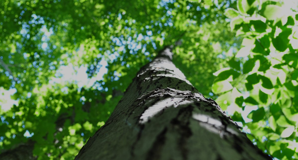 Canopy cover will need to be removed during demo